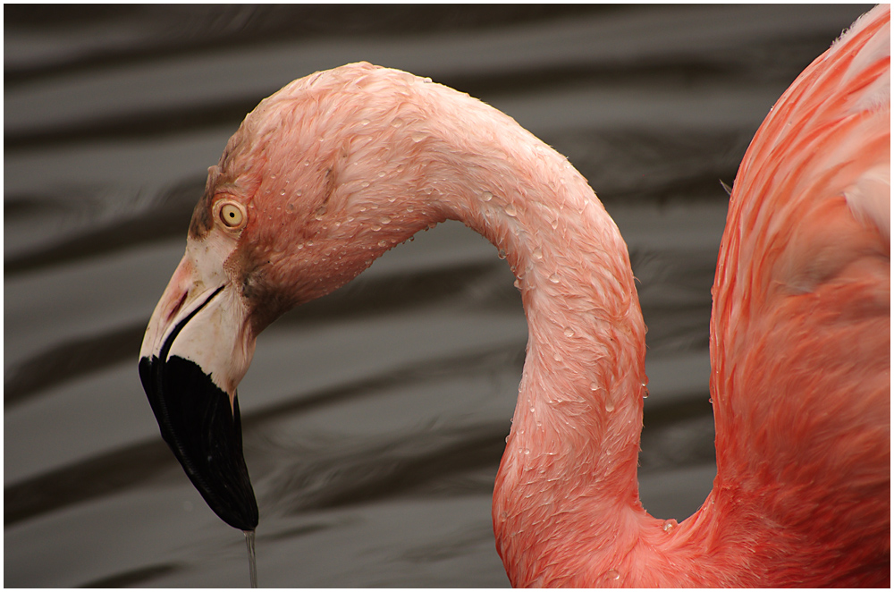 021 Flamingo.jpg