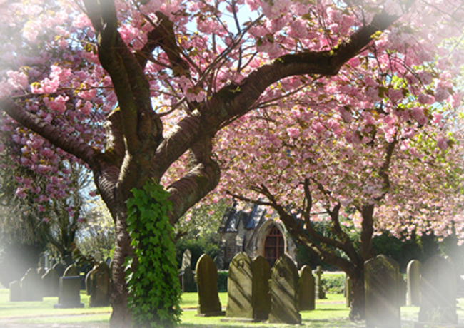 cemetery blossom - Copy.JPG