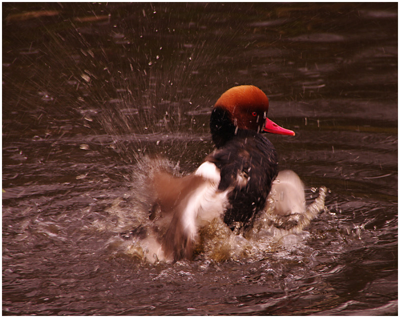 Splashing-Duck.jpg