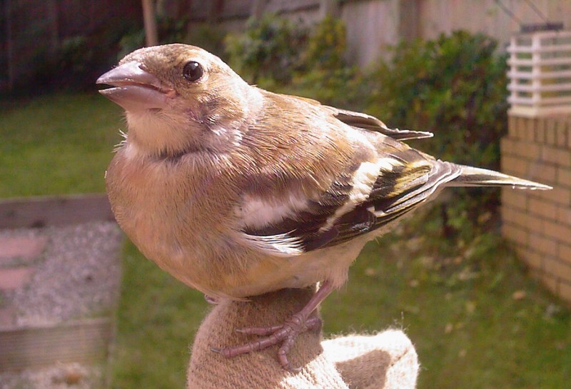 A Young Chaffinch
