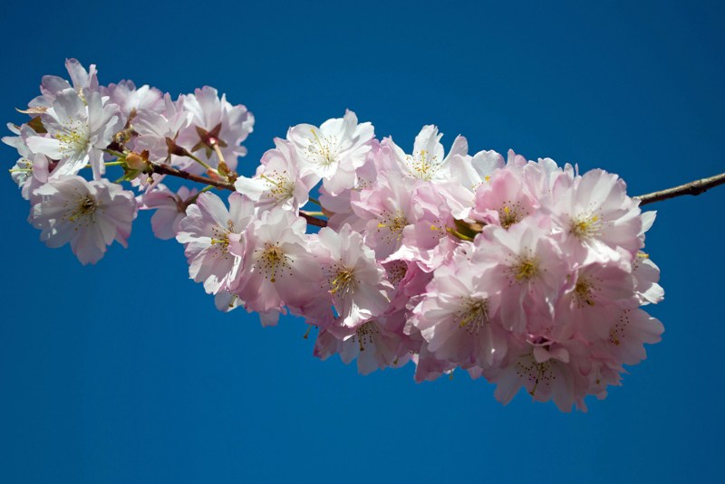 Cherry Blossom (2)re.jpg
