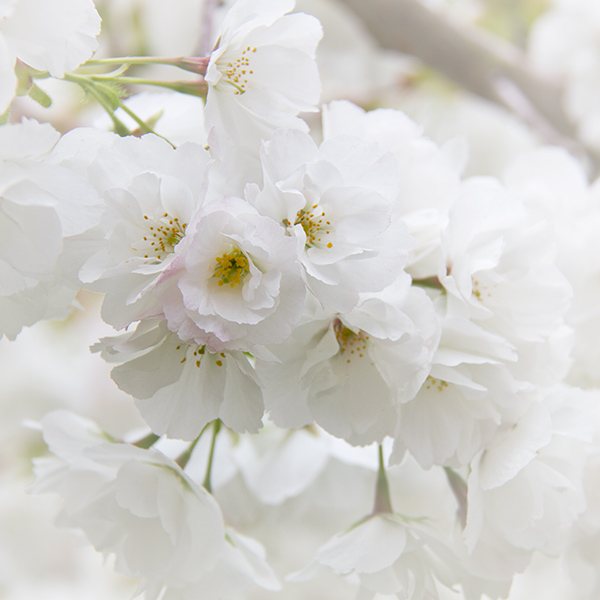 White-Blossoms.jpg