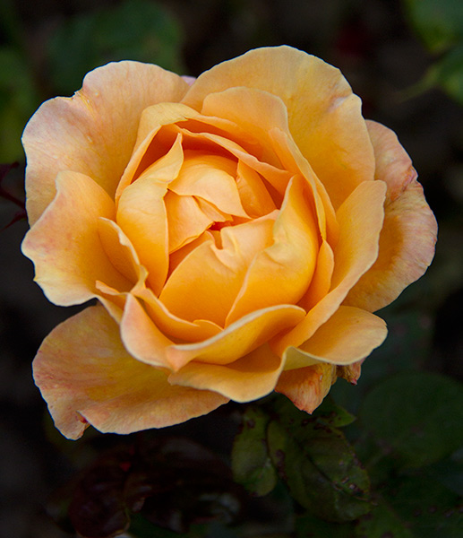 Yellow-Rose.jpg