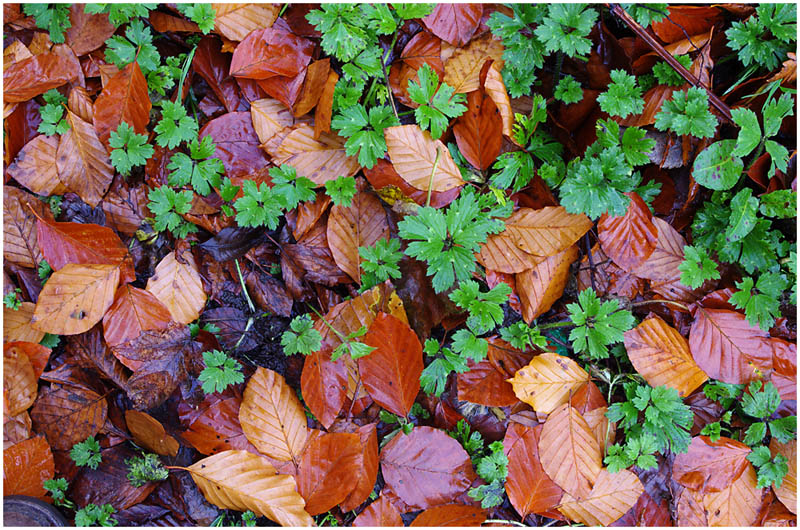 035 Autumn's Colours 800px.jpg