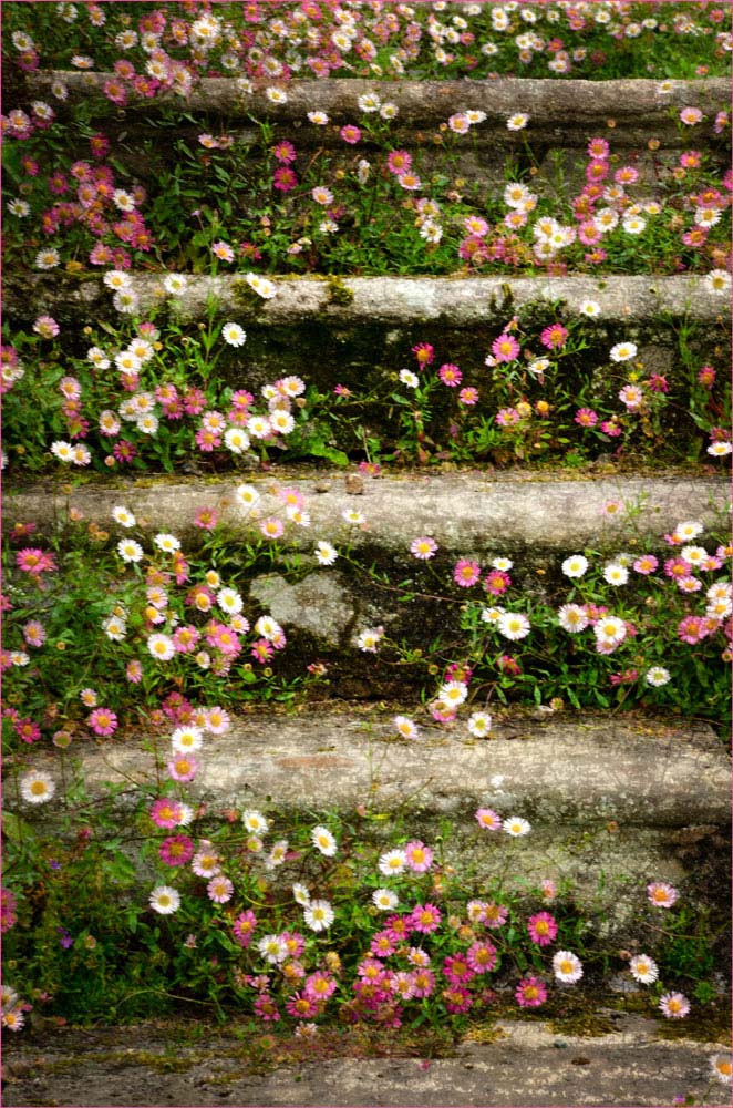 Floral-Steps.jpg