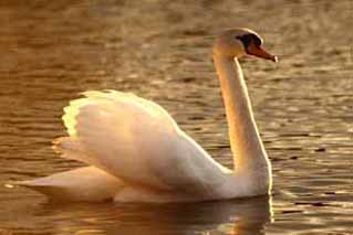 Clayhole SwanL.jpg