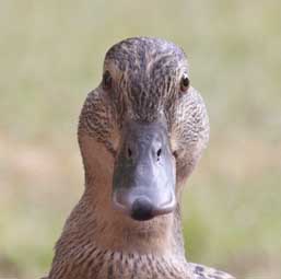Ribby Duck PortraitL.jpg