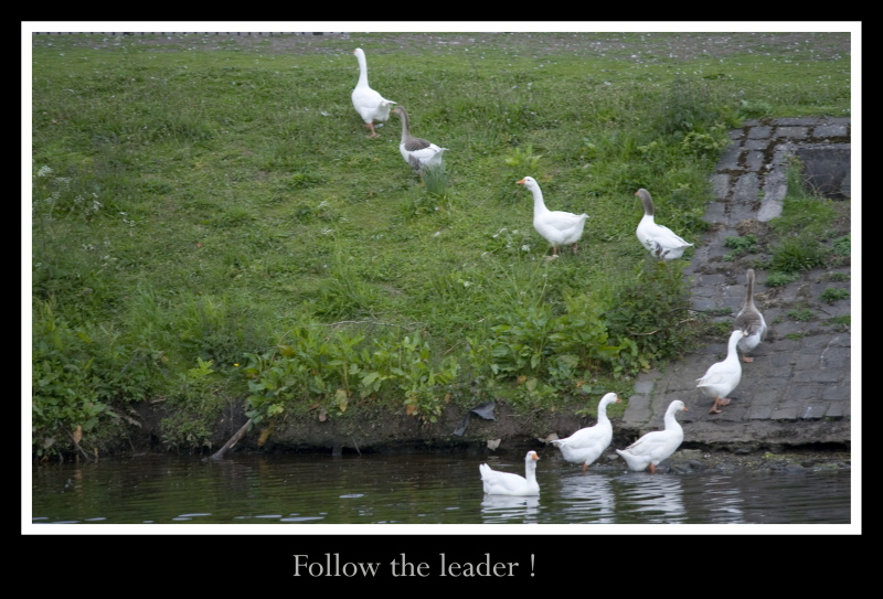 Follow the leader 1.jpg