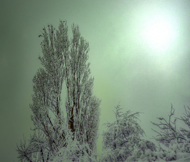 Frosty Silver Birch.jpg