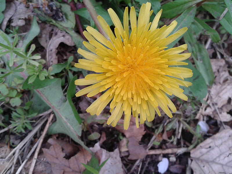 Dandelion