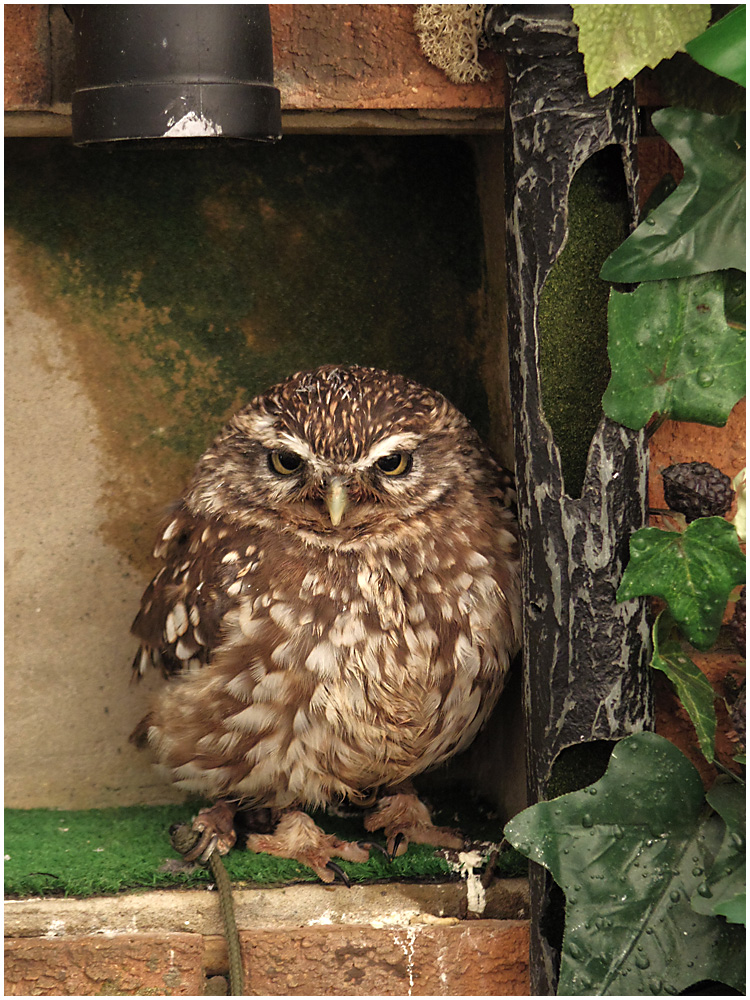 052 Little Owl.jpg