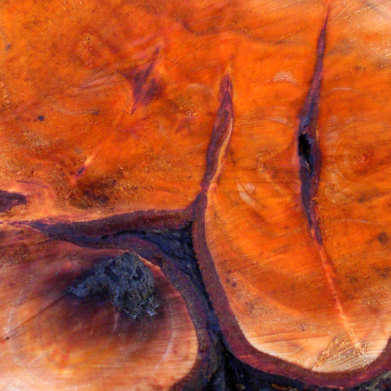 Tree Slice abstract.jpg