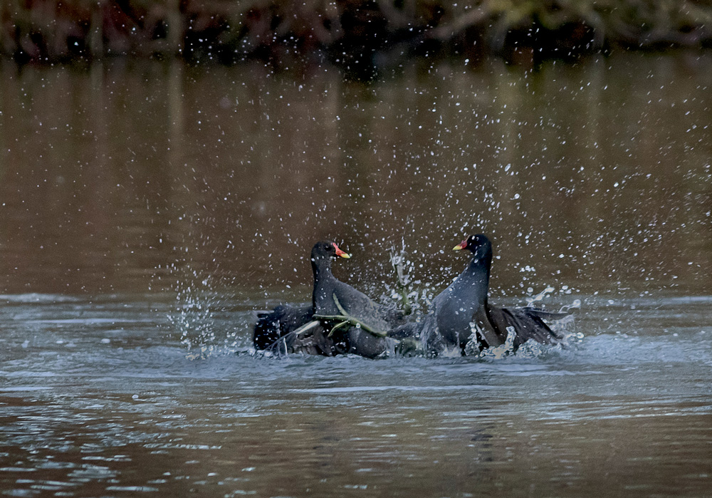 female moorhens fighting to breed with best male.