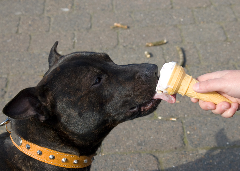 Murphy enjoying ice cream.jpg