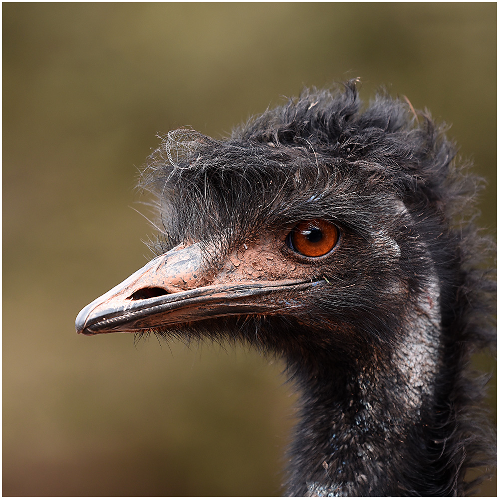 013 Emu.jpg