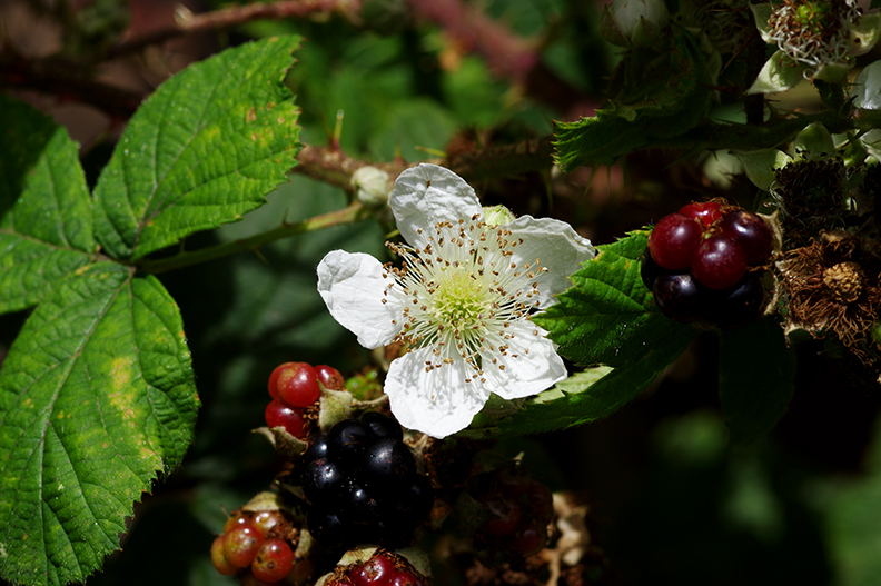 Blackberry in flower and fruit, canal side Wigan