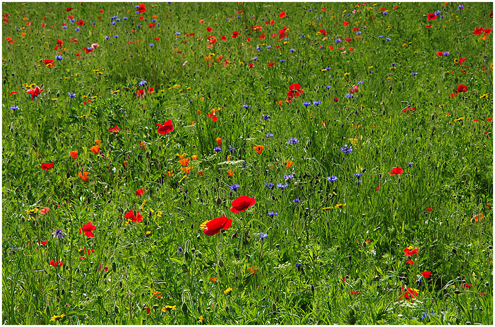 005b Flower Meadow 2.jpg