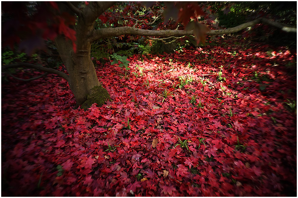 051 Autumn Reds.jpg