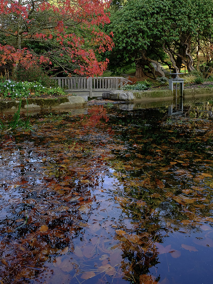 autumn pond bodnant resized.jpg