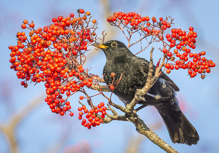 Blackbird In Red Rowan.jpg