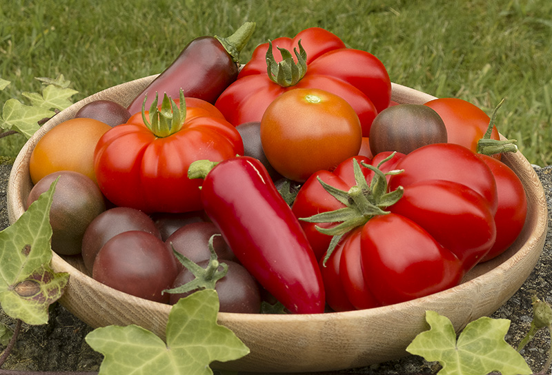 tomatoes forum.jpg