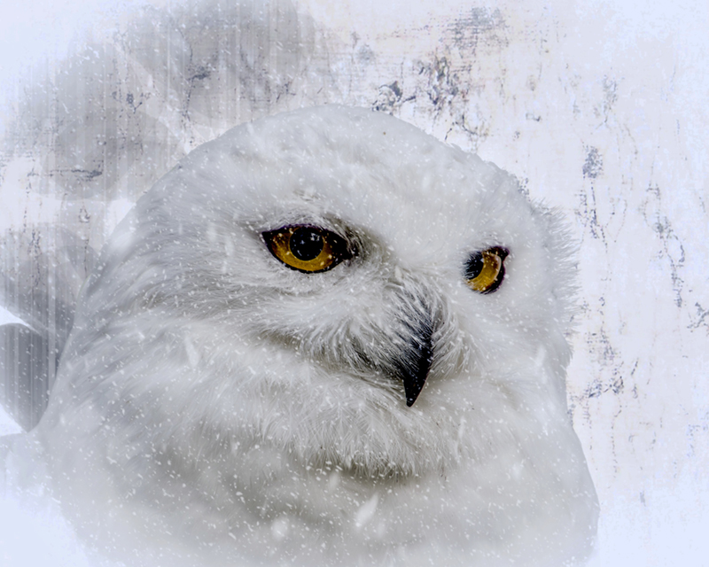 Snowy Owl resize 800.jpg
