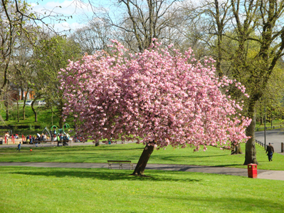 park cherry blossom - Copy.jpg