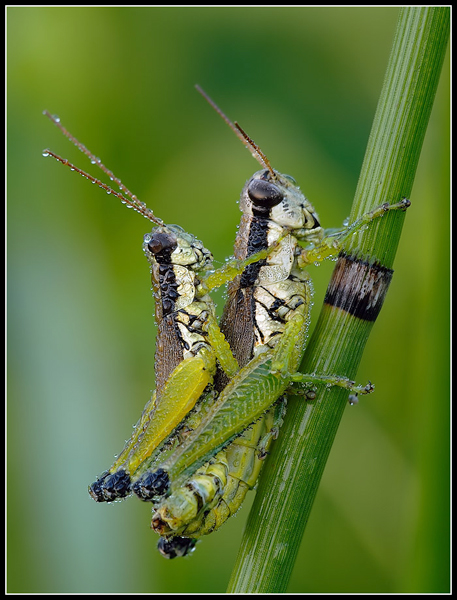 grasshoppers  adaps.jpg