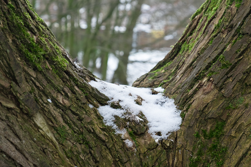 winter tree.jpg