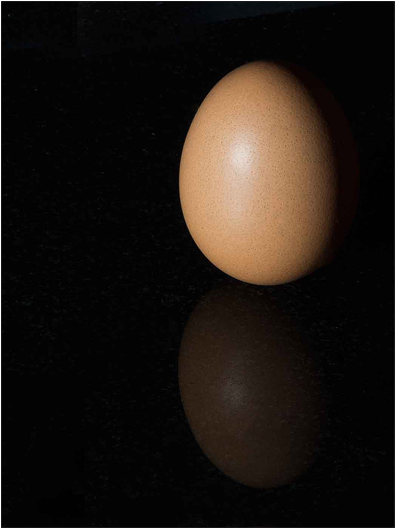 The-egg.jpg