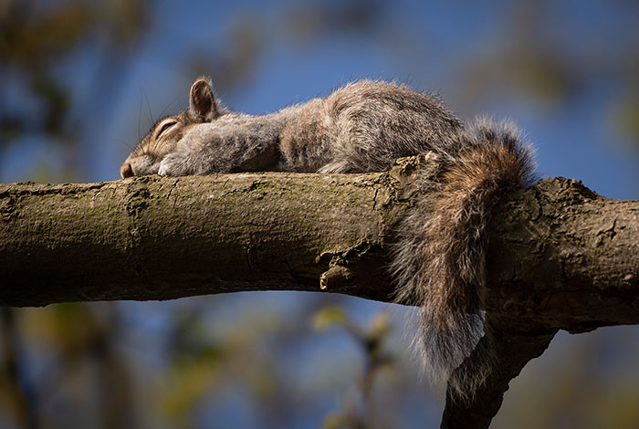 Sleeping Grey Squirrel.jpg