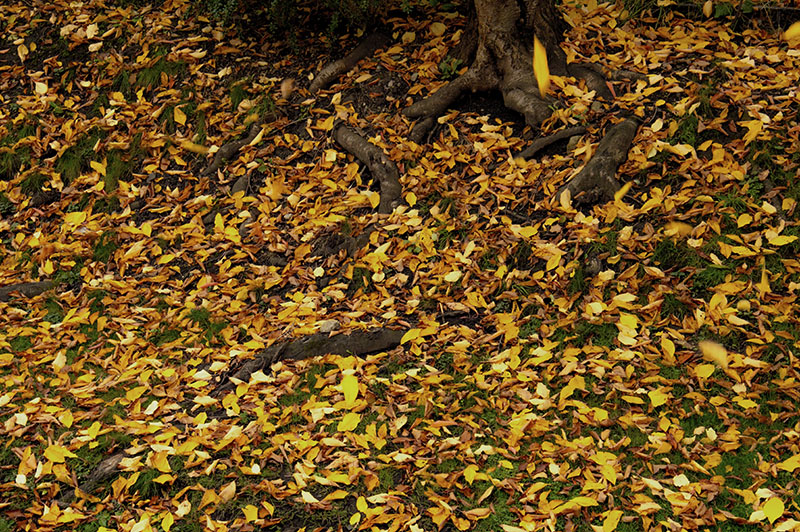 Autumn Blanket.jpg