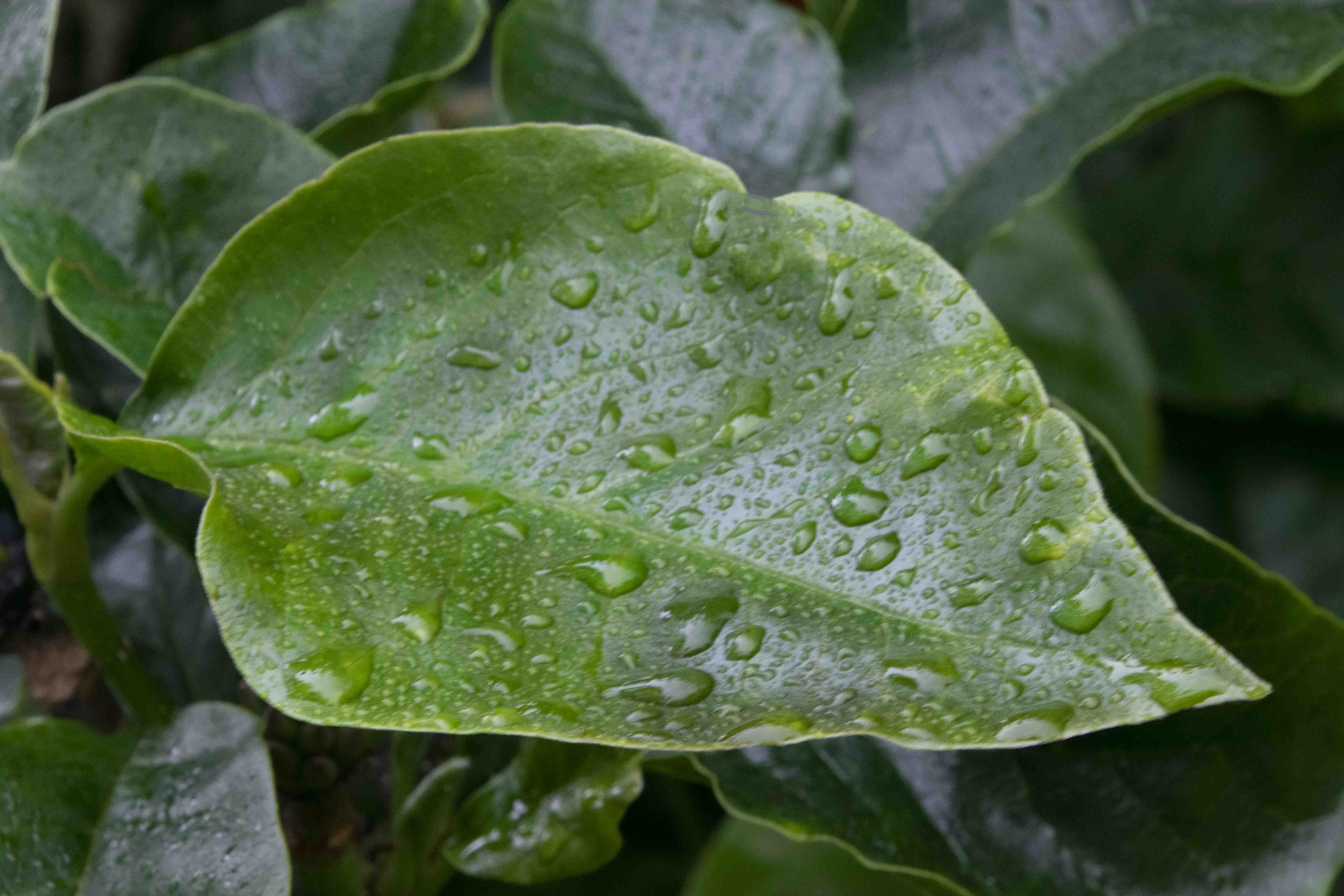 Raindrops on a Leaf.jpg