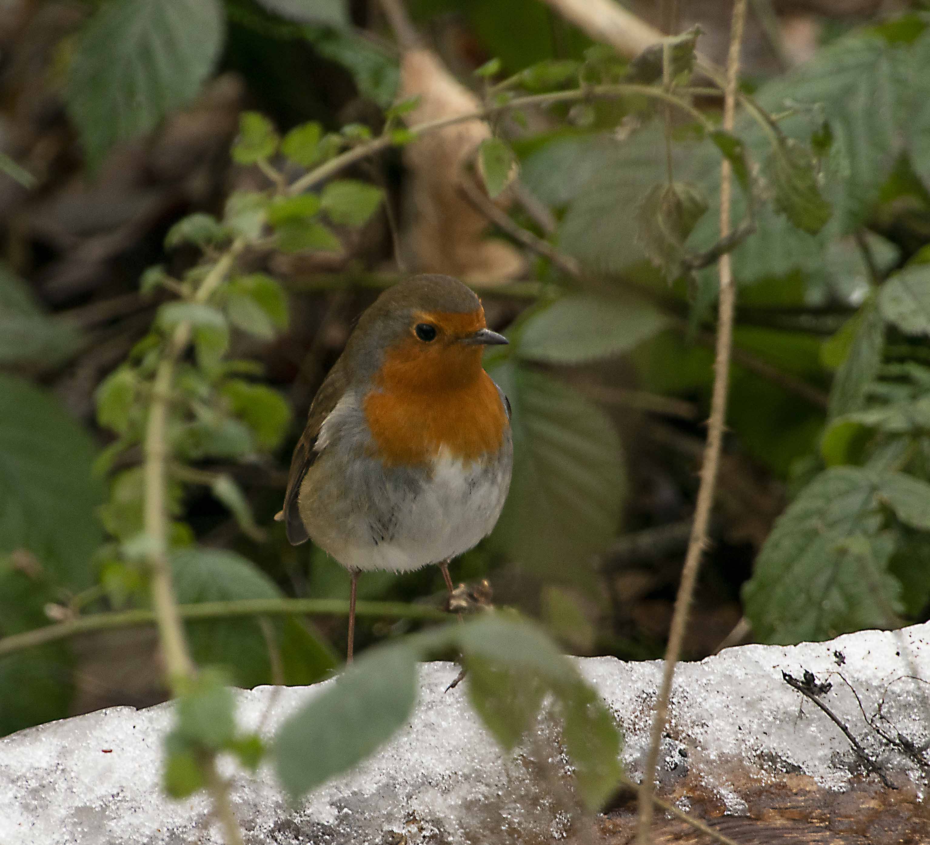 Robin On A Snowy Branch.jpg