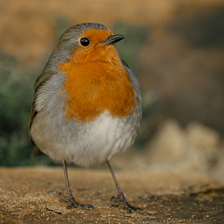 robin2 resized.jpg