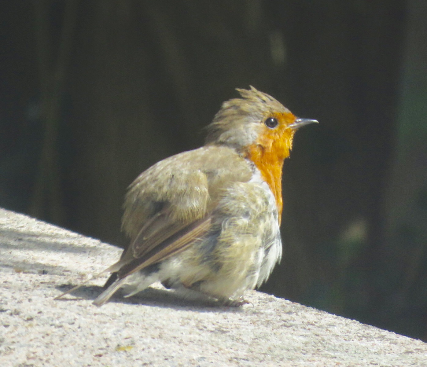 Scruffy Robin