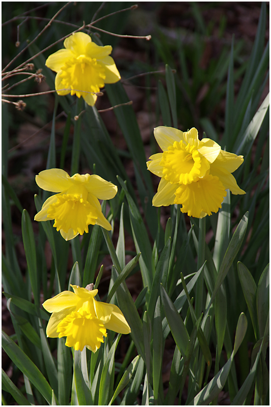 045 Spring Daffodils.jpg