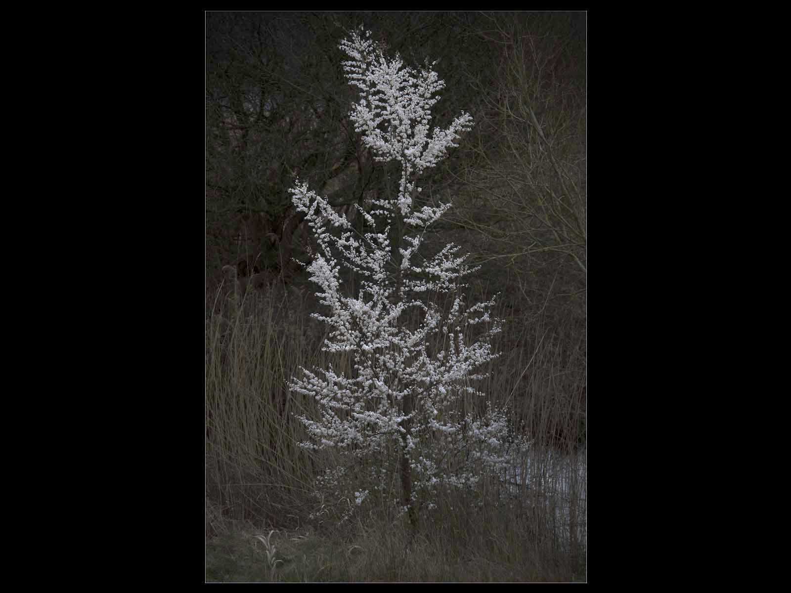 Signs of Spring at Pennington Flash.jpg