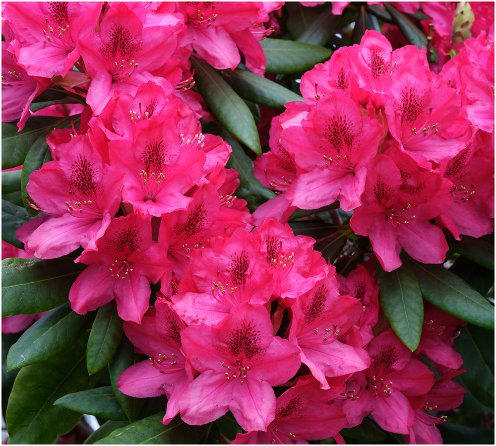 021 Rhododendron 1000px.jpg