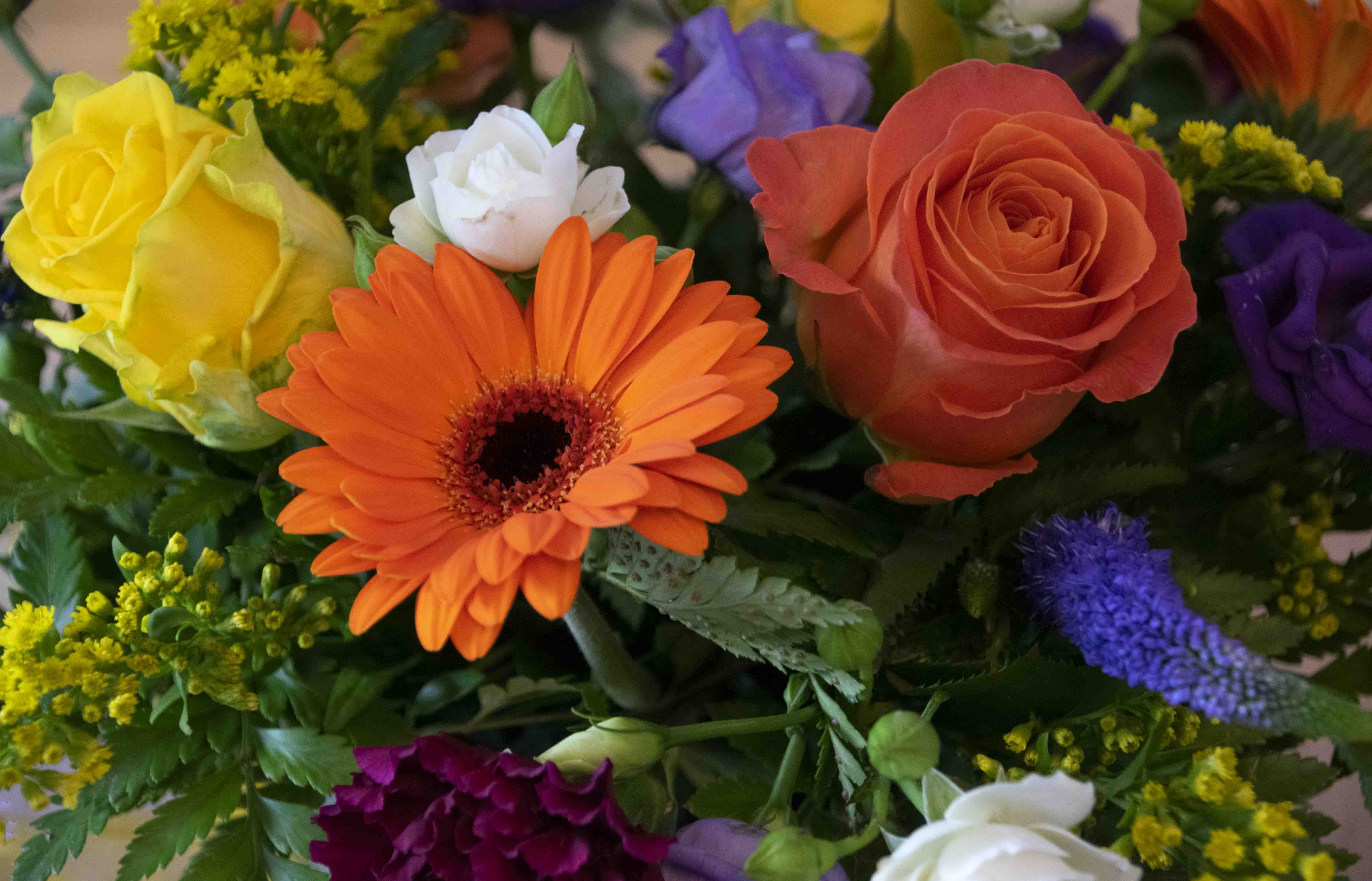 Colourful Flowers