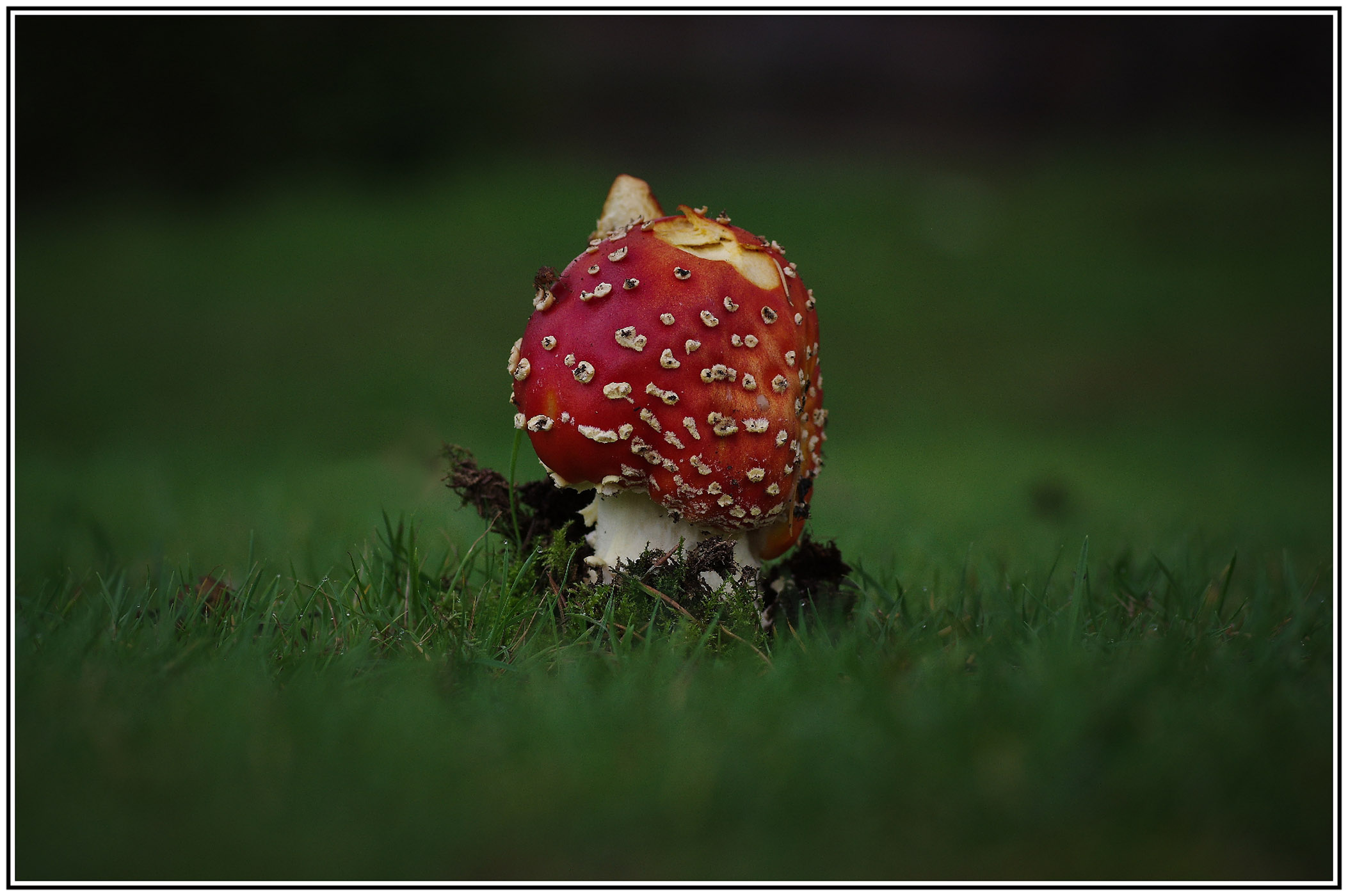 Flyagaric.jpg