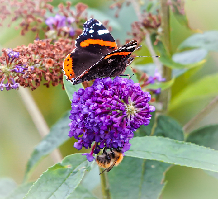 The butterfly, the bee and the buddleia