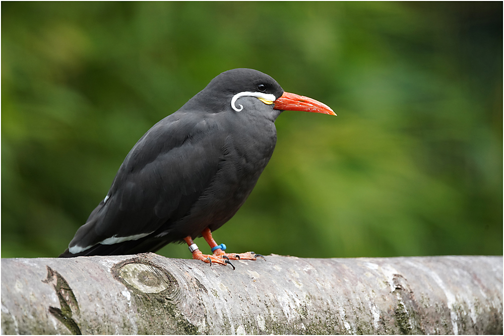 078 Inca Tern 1000px.jpg