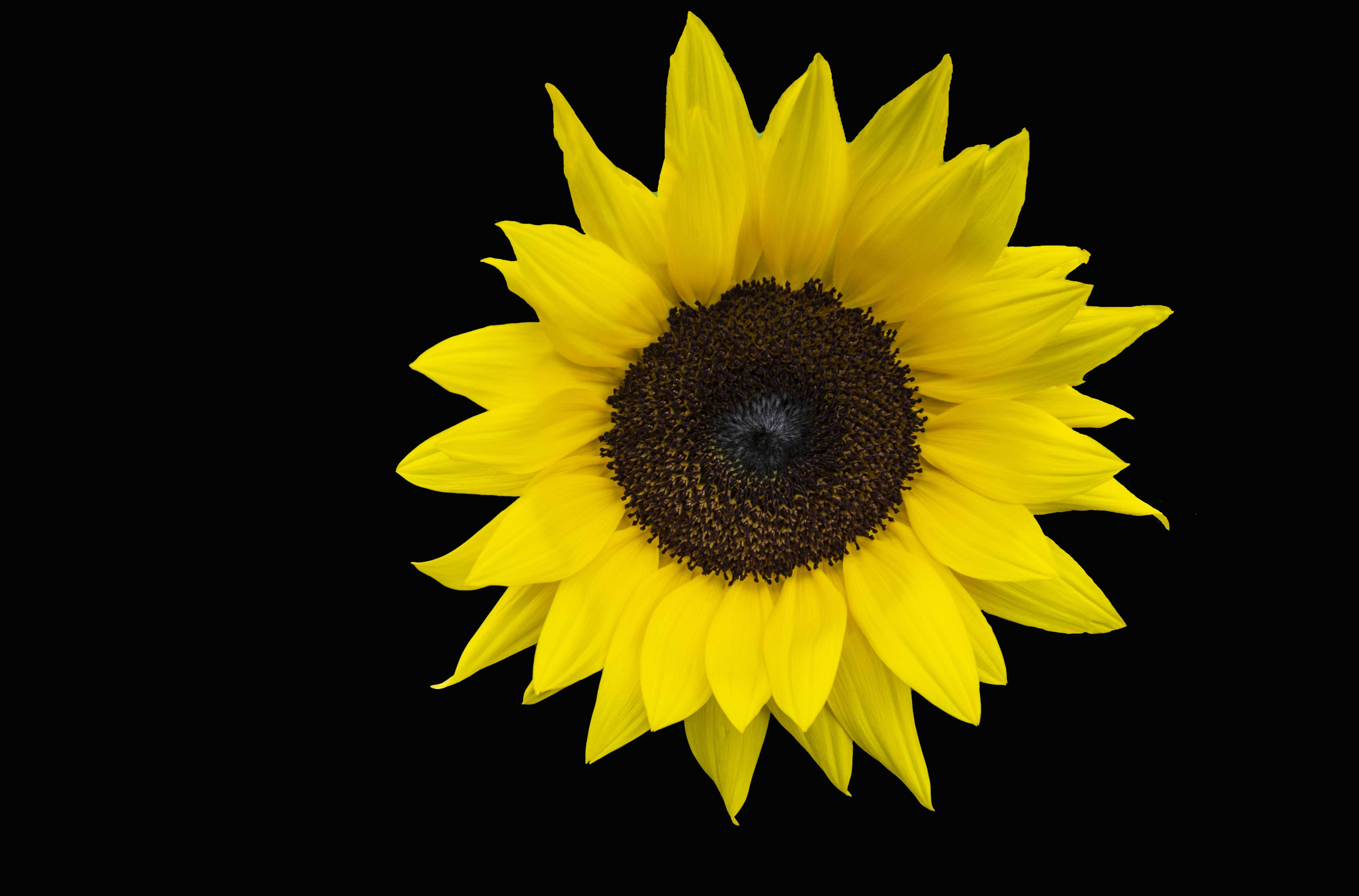 Sunflower petals.jpg