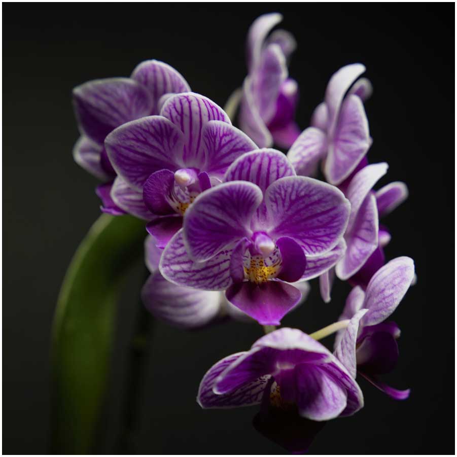 Orchid-2.jpg