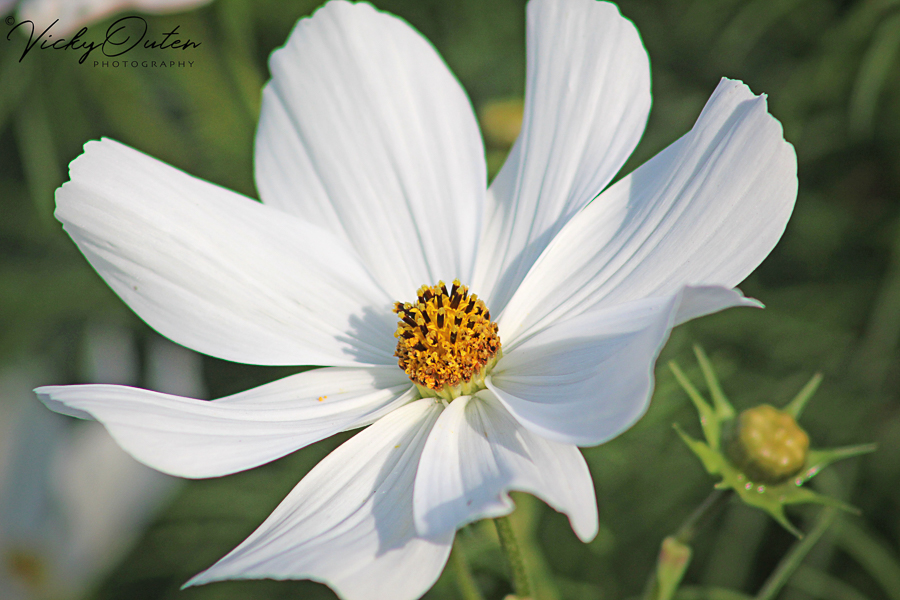 White flower 1.jpg