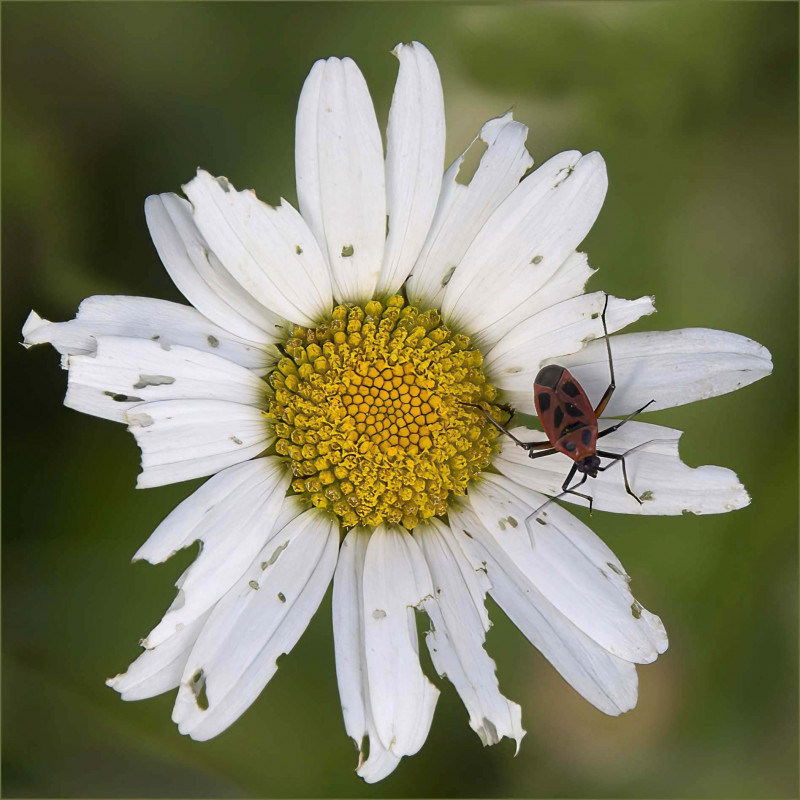 Fire Beetle on a Very Raggy Flower.jpg