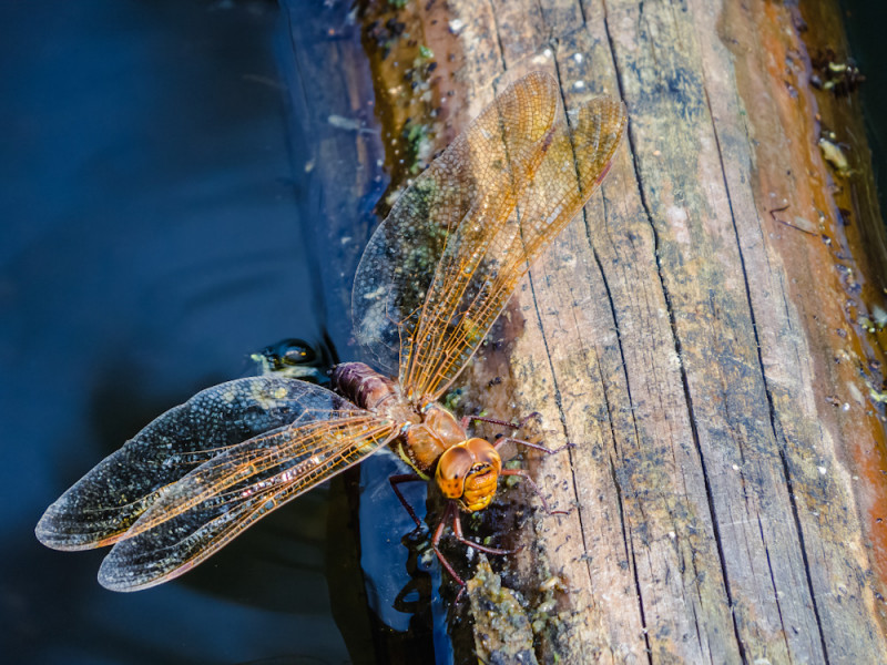 Dragonfly on a wet log