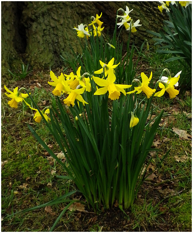 012-Daffodils.jpg