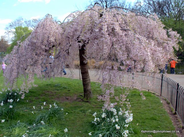 Blossom St James Park.jpg